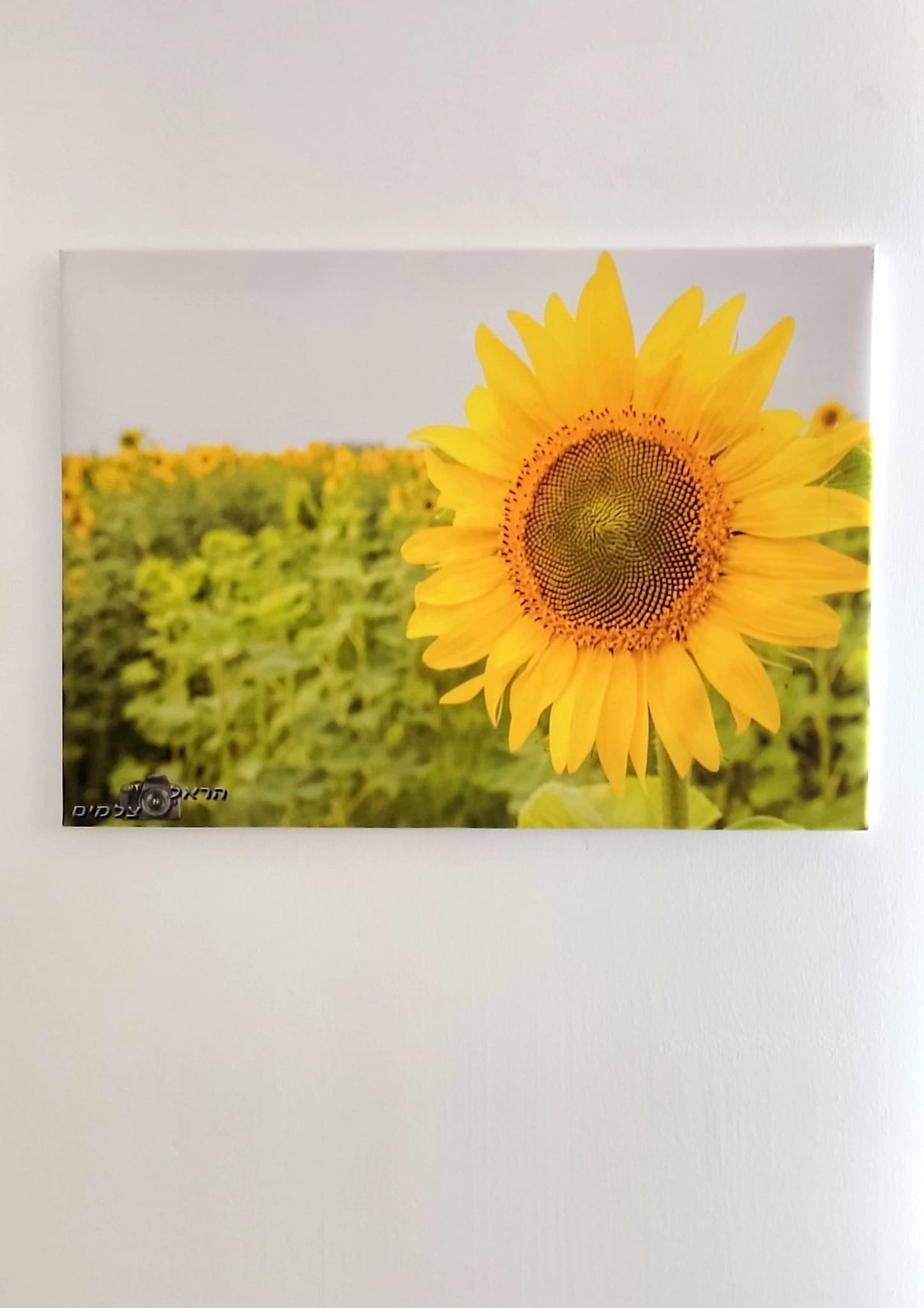 282048030_3126707750924548_7256122707777731658_n תמונה של קנבס תלוי על קיר עם הדפסה של חמניה בשדה חמניות